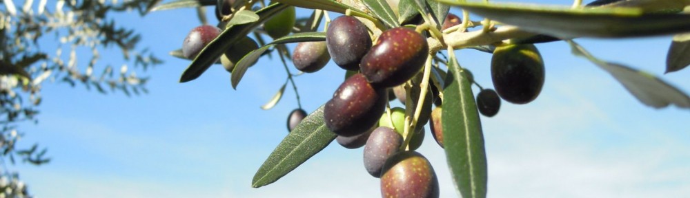 Jsolio -Sommelier Olive Oil-