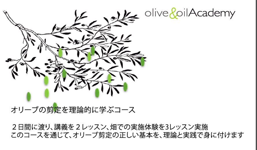 オリーブ剪定講座がいよいよ開催 Jsolio Sommelier Olive Oil